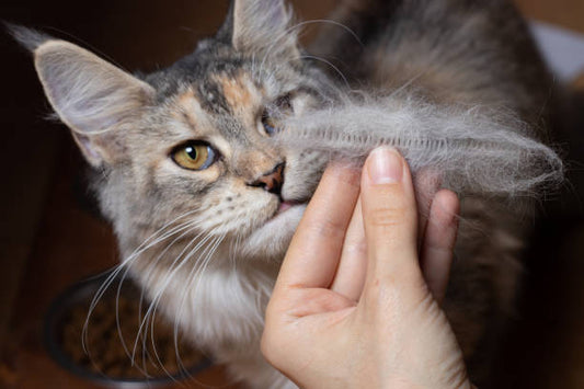 Seasonal Grooming Tips for Shedding Seasons