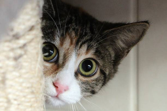 Why Cats Hide: Anxiety or Just a Quirk?