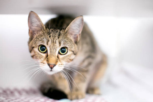 Calming Cat Treats That Actually Work: Meet VitaCat by Salty Cat Chill Out Functional Tube Treats for Cats