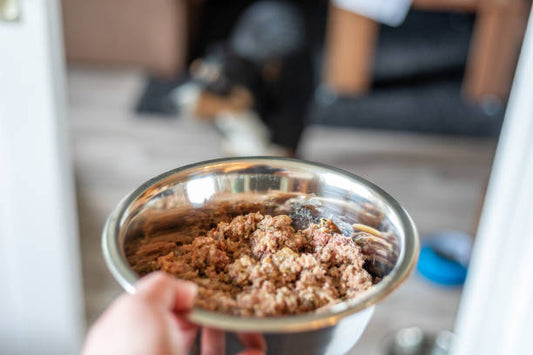 Premium Wet Dog Food Ingredients: What Are the Best Natural and Nutrient-Rich Components?