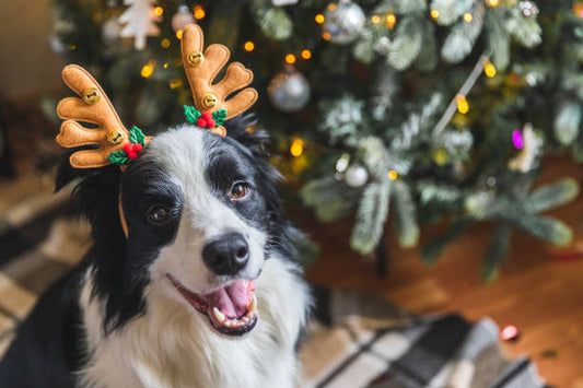 10 Best Christmas Gifts for Pets and Pet Owners