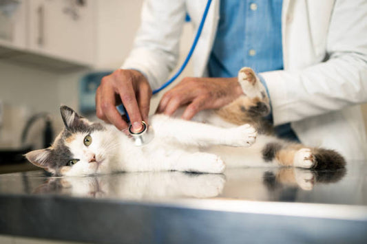 5 Common Signs Your Cat May Have a Urinary Problem