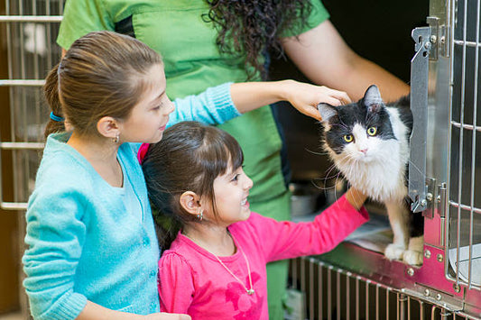 5 Ways to Support Cats in Your Community This Month