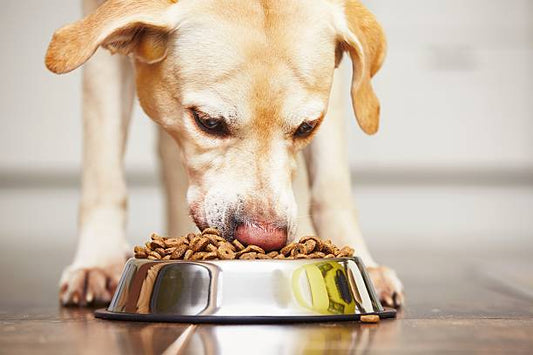 What Makes a Dog Food Premium?