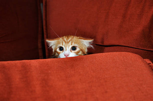 VitaCat by Salty Cat Chill Out: The Anti Anxiety Treat for Cats That Actually Works