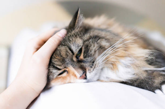 Essential Guide to Nutritional Treats for Older Cats