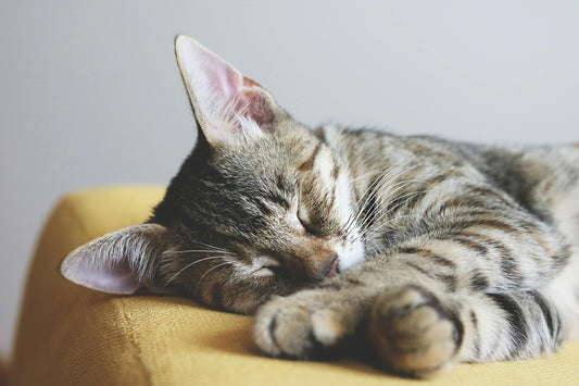 Cat Naps: Why They’re Essential for Health (and Cuteness)