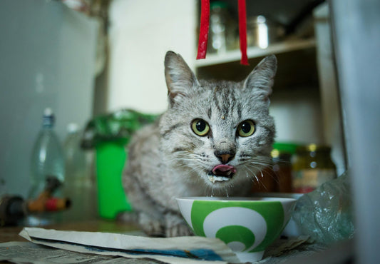 From Ocean to Bowl: How Tuna & Salmon Support Cat Health Naturally