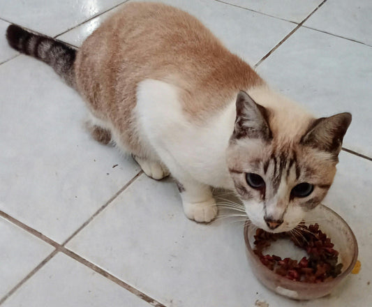 Health Benefits of Cat Treats for Your Feline Friend