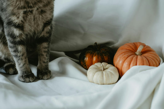 Pumpkin Power: Why This Superfood Deserves a Spot in Your Cat’s Bowl