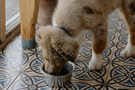 Signs of Truly High-Quality Dog Food