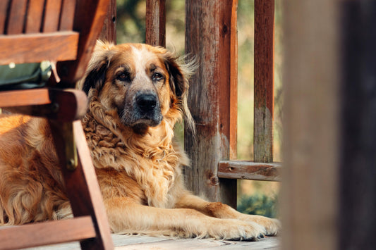 Senior Dog Nutrition: Supporting Aging Bodies