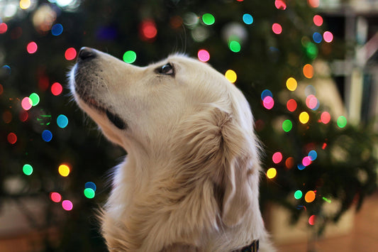 6 Holiday Activities To Do With Friends, Family, and Pets