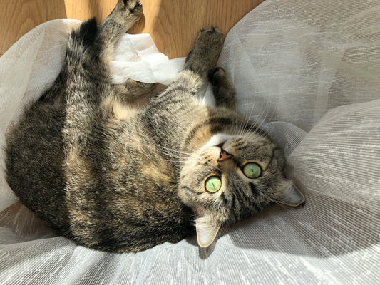 The Benefits of Sunbathing for Cats