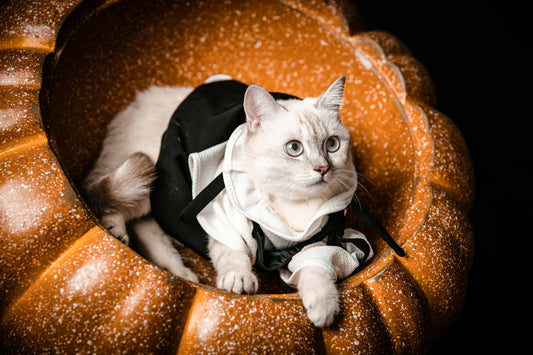 Cat Costumes 101: Stress-Free Dress-Up Tips for Felines