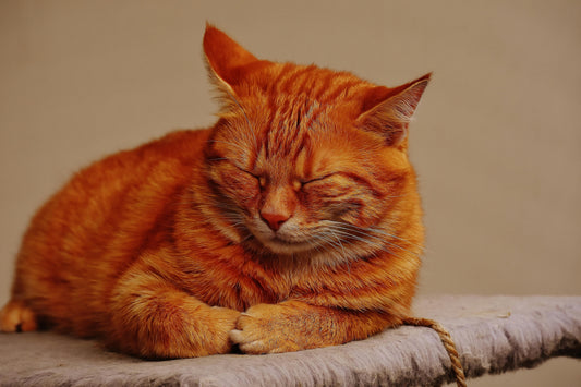 Why Senior Cats Deserve More Love
