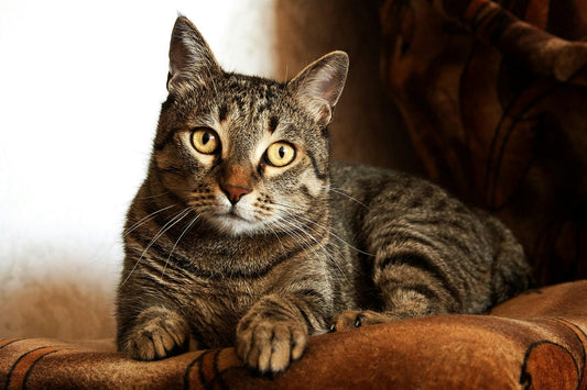 The Role of Supplements in Maintaining Feline Urinary Health