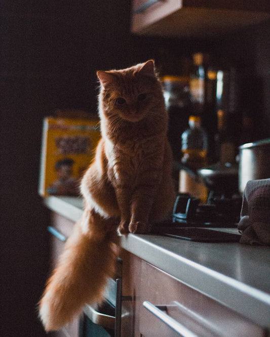 Common Additives in Cat Treats Explained