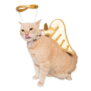 Cat licking lips in an angel harness costume. A halo sits atop the cat's head. Purr.