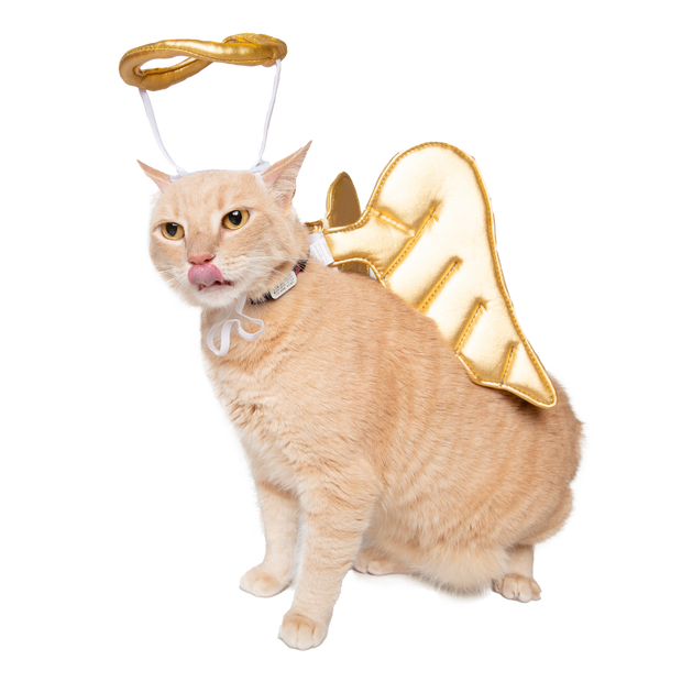 Cat licking lips in an angel harness costume. A halo sits atop the cat's head. Purr.