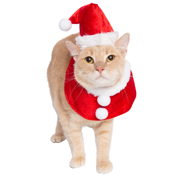 Santa Hat and Collar Cat Costume