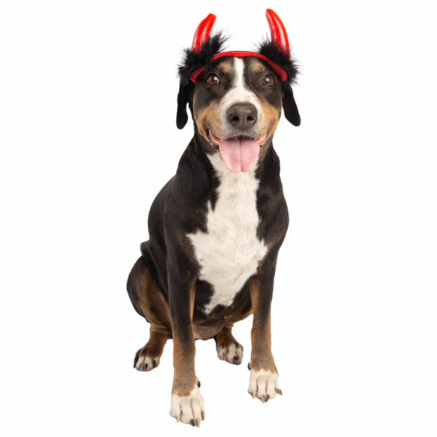 Dog Devil Hat