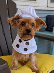chef dog hat