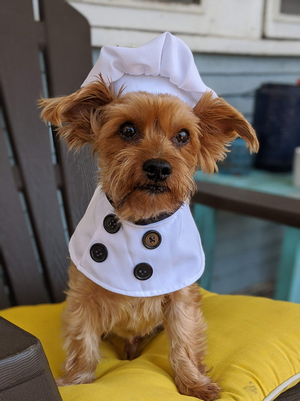 chef dog hat