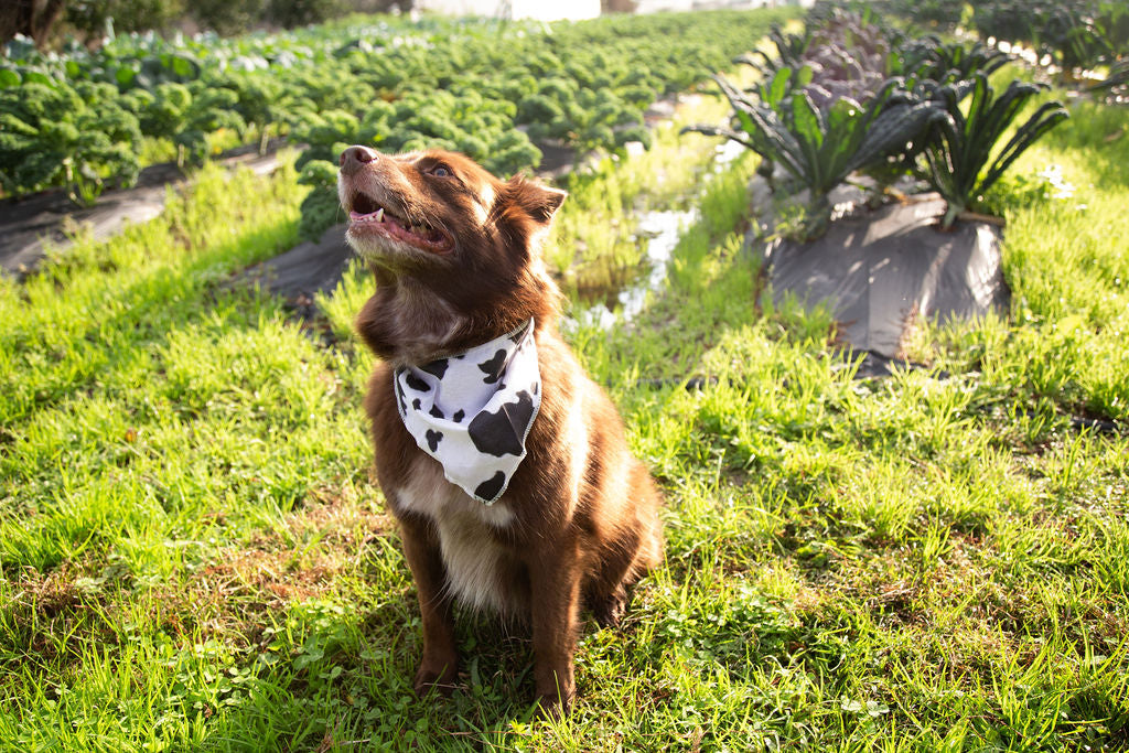 Large brown Australian Shepard mix dog wearing a cow print pet bandana on a farm.