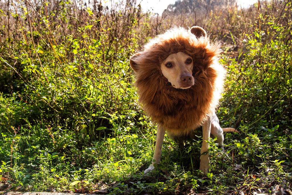 lion mane dog costume