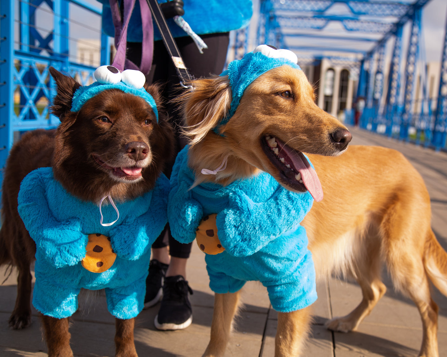 cookie monster dog costume