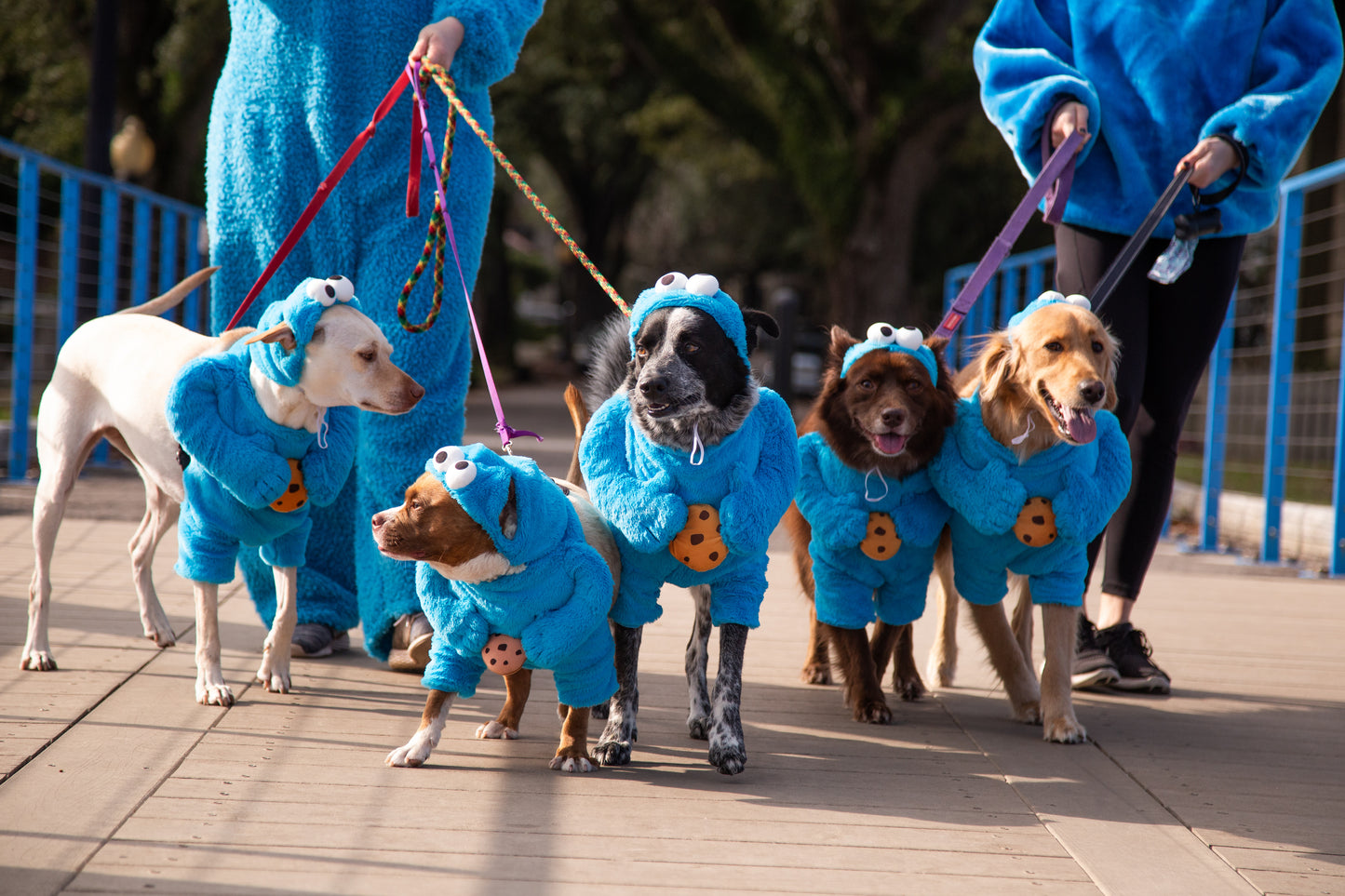cookie monster dog costume
