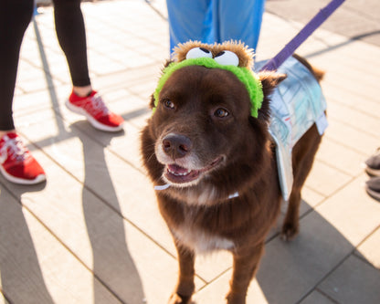 oscar the grouch dog costume