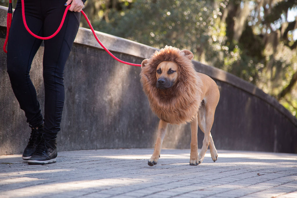 lion mane dog costume