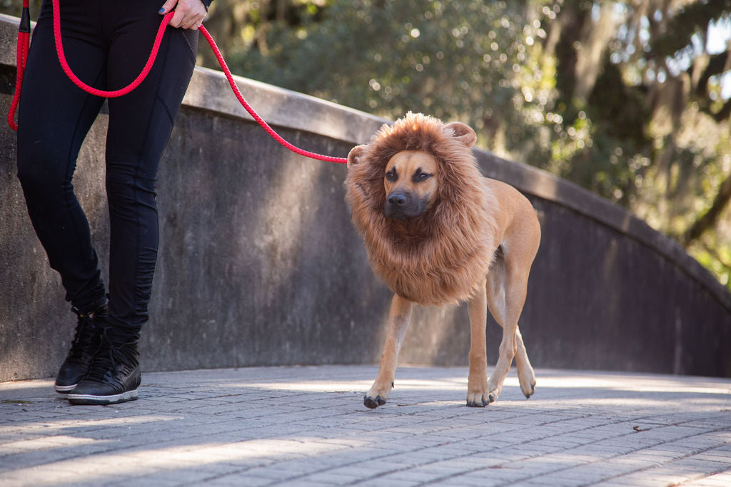 Lion Mane Dog Costume For Medium Big Dogs Pet Krewe   IMG 8991 1800x1800 