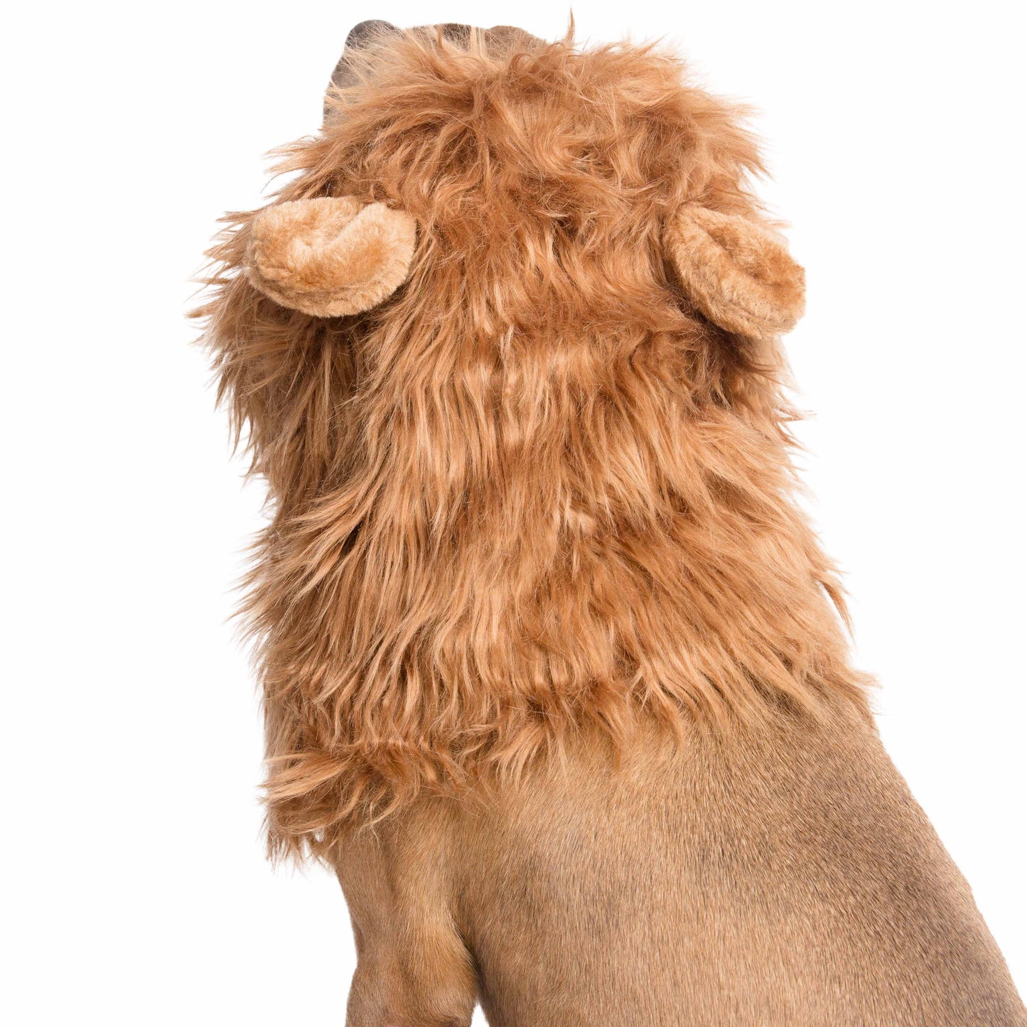lion mane dog costume