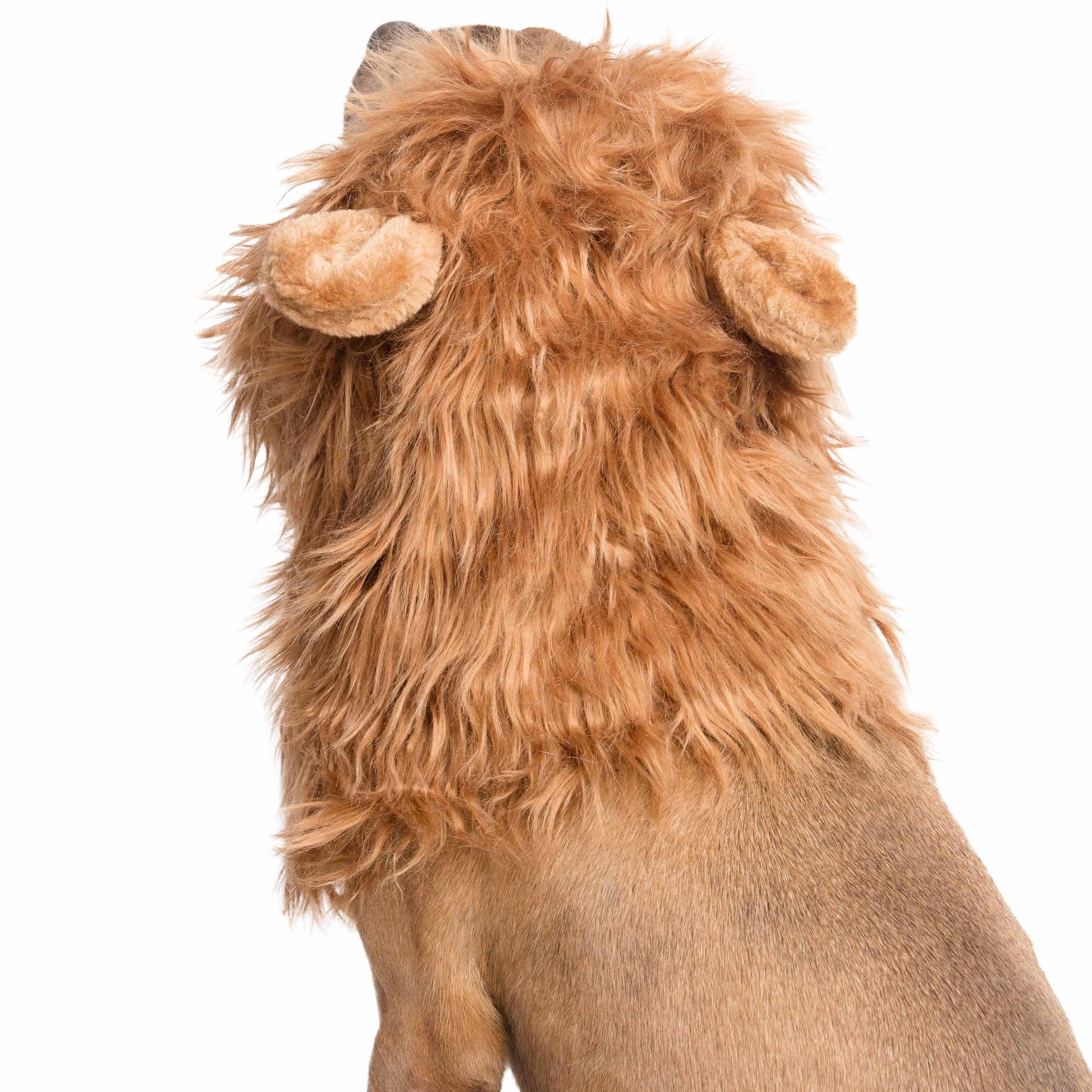 lion mane dog costume