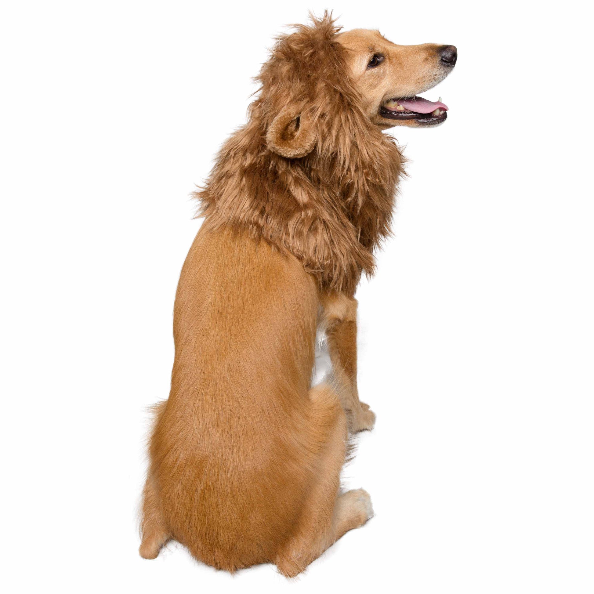 lion mane dog costume