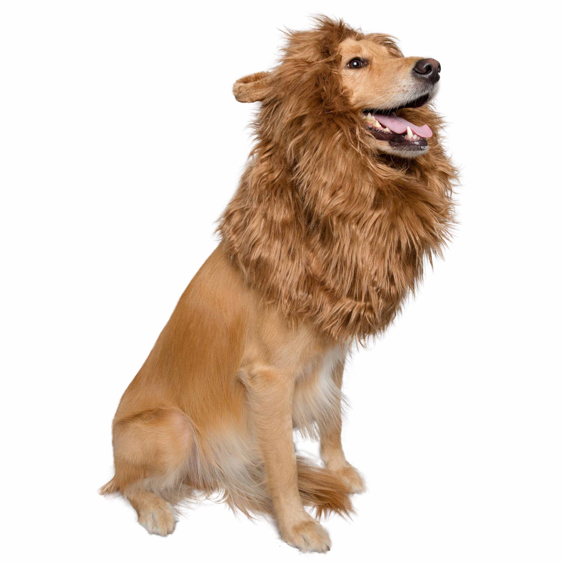 lion mane dog costume
