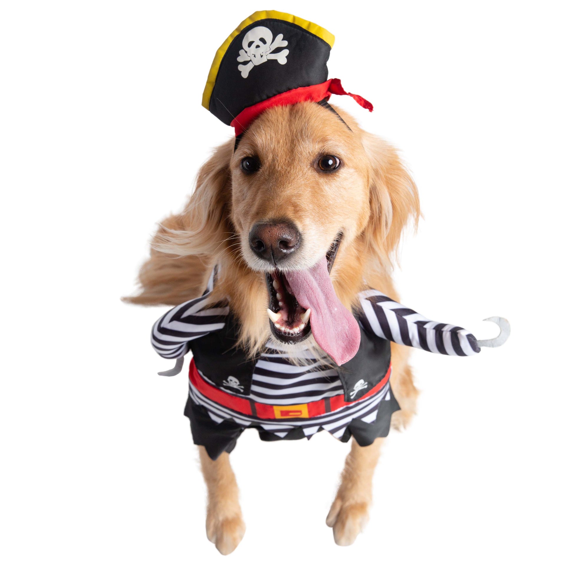 dog pirate costume