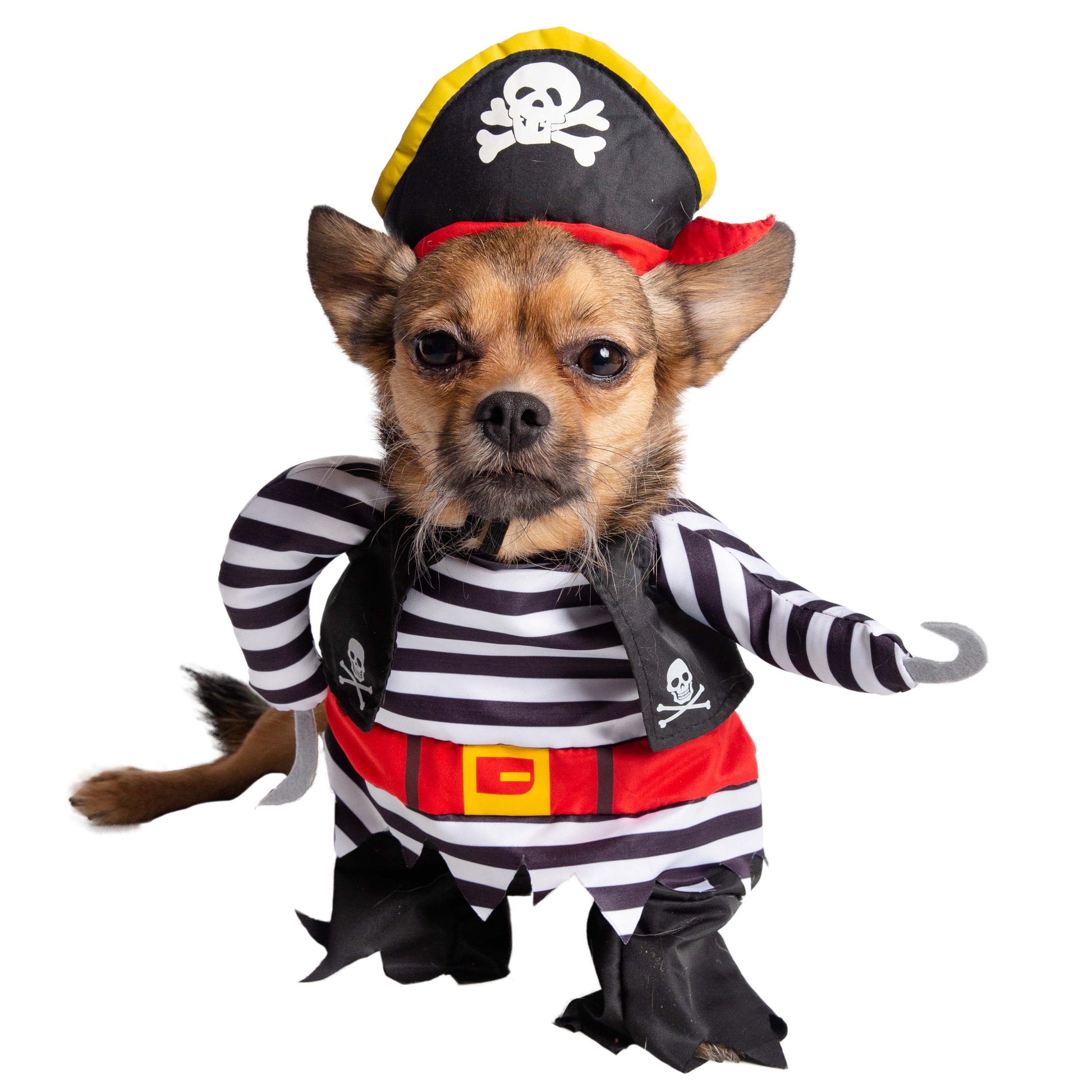 dog pirate costume