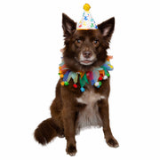 A festive hat and collar for dogs for celebrating birthdays.