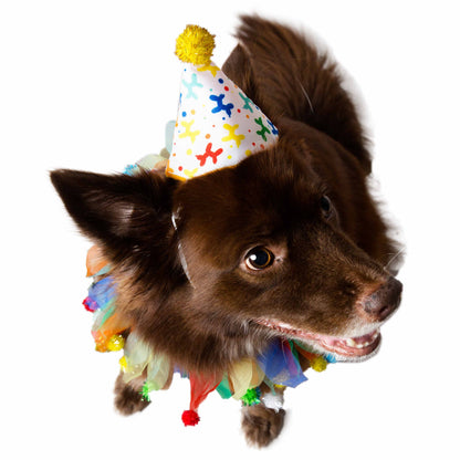 Birthday Celebration Hat & Collar for Dogs