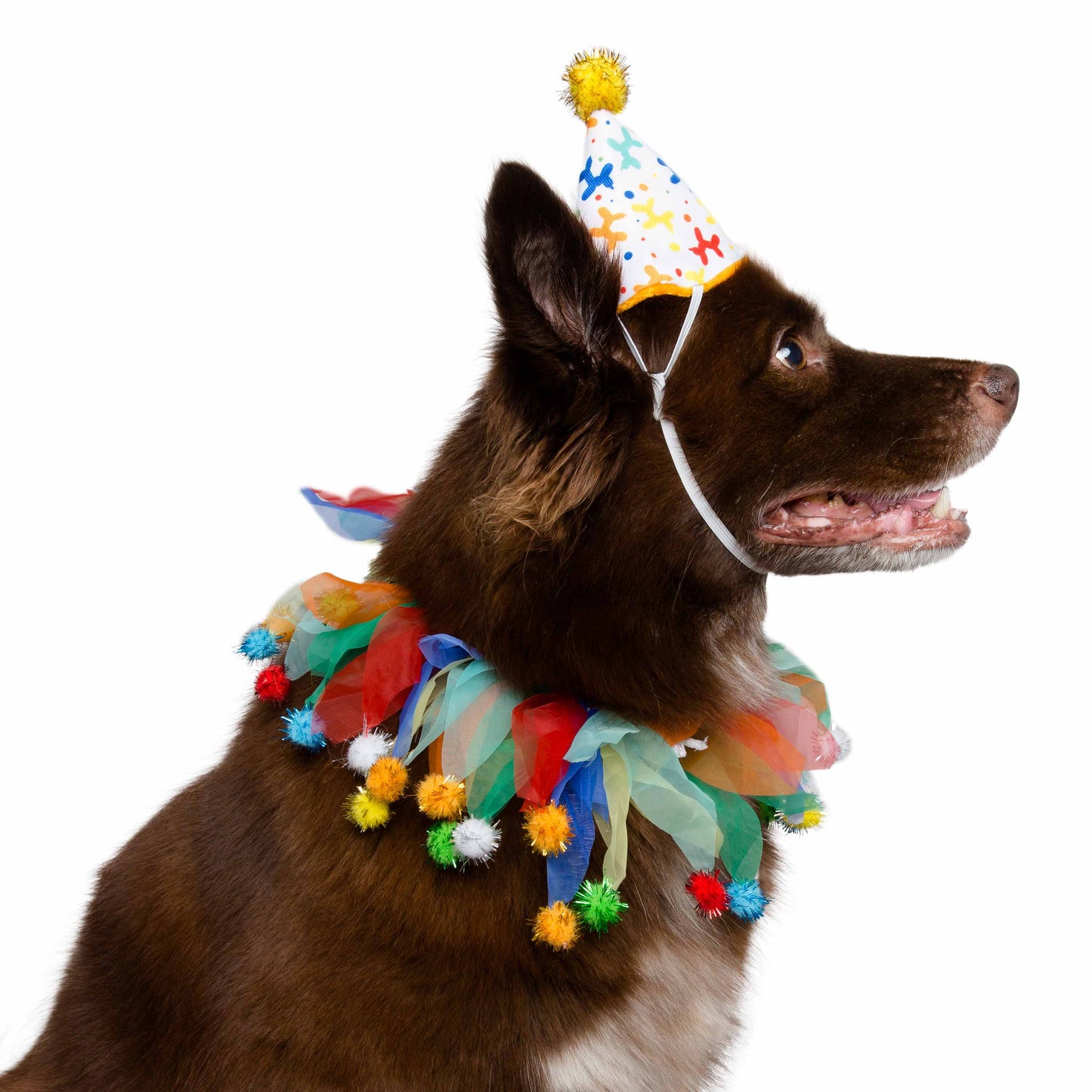 Birthday Celebration Hat & Collar for Dogs