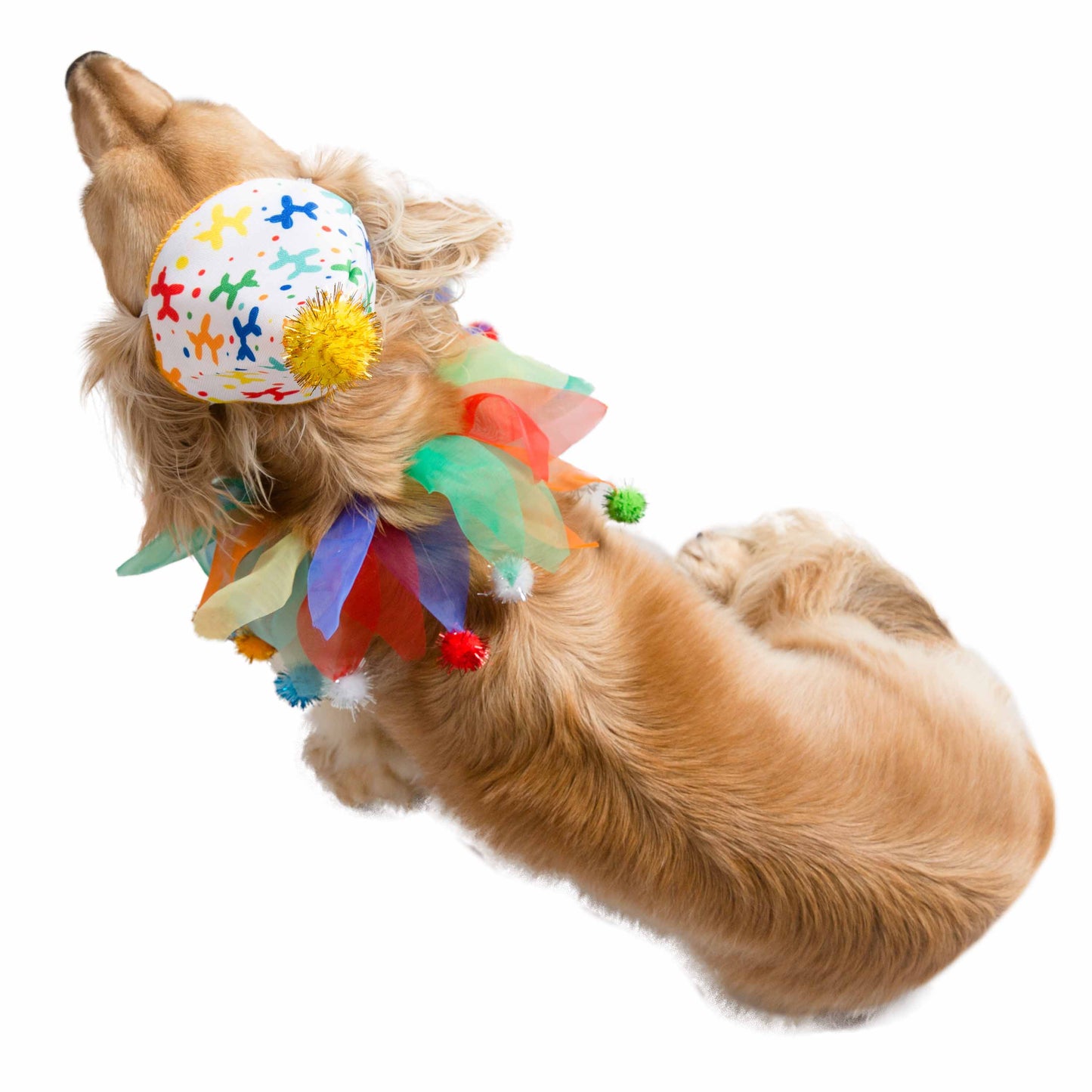 Birthday Celebration Hat & Collar for Dogs