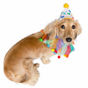 Birthday Celebration Hat & Collar for Dogs