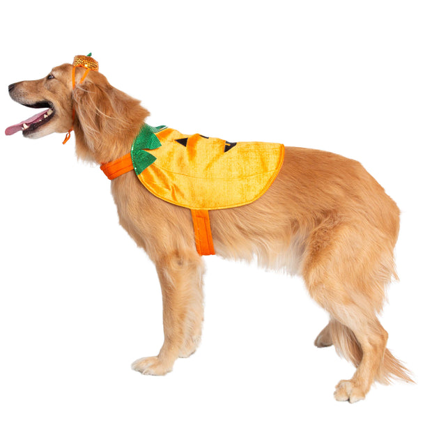 Halloween Pumpkin Dog Costume
