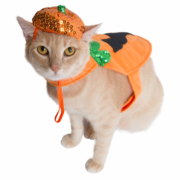 cat in pumpkin costume - comes with a hat that is shaped like a pumpkin with sequins