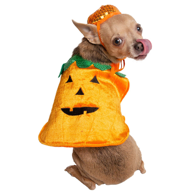 Chihuahua licks his lips and looks back to camera, wearing a pumpkin cape costume with a pumpkin hat on his head  