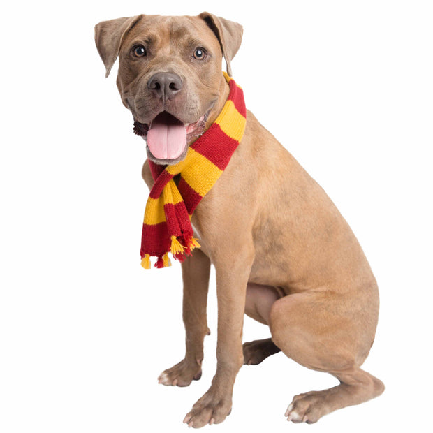 A striped scarf for dogs with a hipster wizard theme.